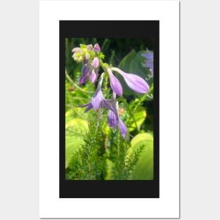 A Tender Moment of Precious Purple Wild Flower Posters and Art